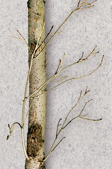 Ash yellows