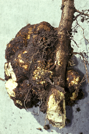 Crown gall