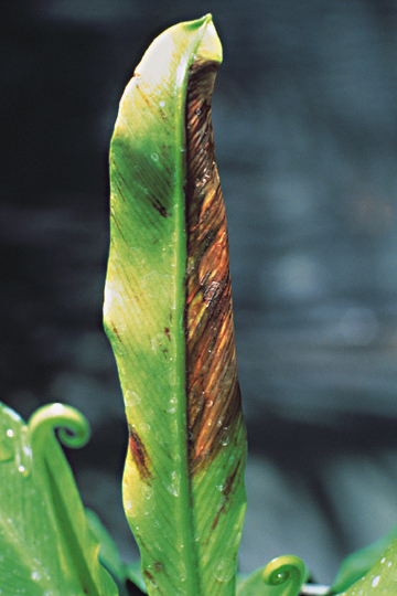 Bacterial leaf spot and blight