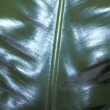 Bacterial leaf spot