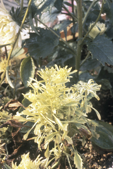 Aster yellows