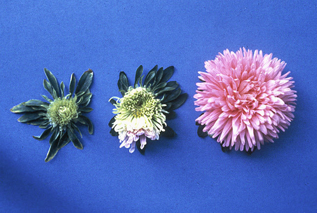 Aster yellows