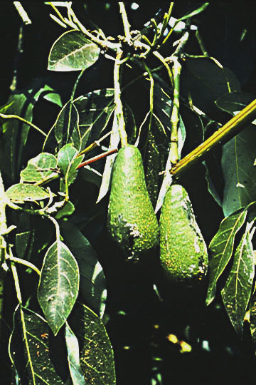 Bacterial blast and fruit spot