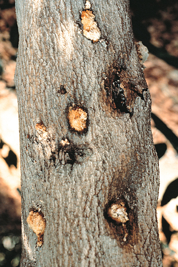 Bacterial canker