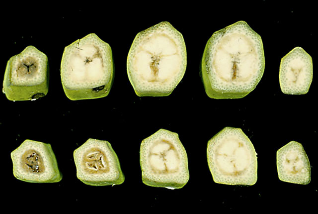 Bacterial finger-tip rot