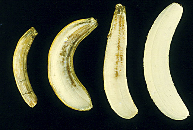 Bacterial finger-tip rot