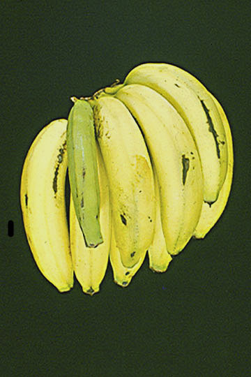 Bacterial finger-tip rot