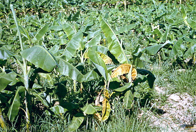 Bacterial wilt (Moko disease)