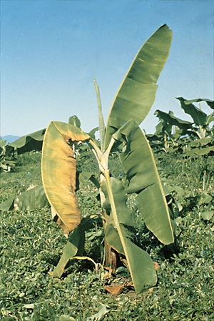 Bacterial wilt (Moko disease)