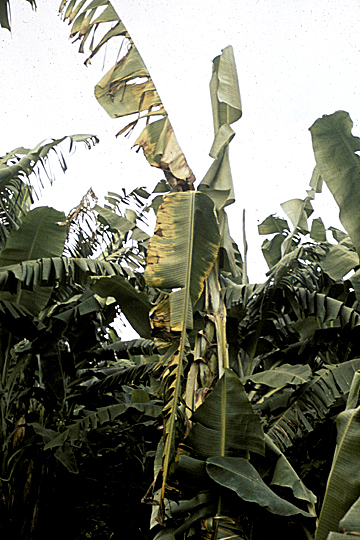 Bacterial wilt (Moko disease)