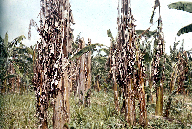 Bacterial wilt (Moko disease)