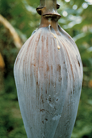 Bacterial wilt (Moko disease)