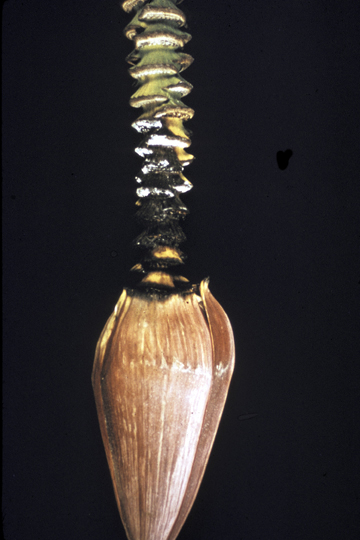 Bacterial wilt (Moko disease)