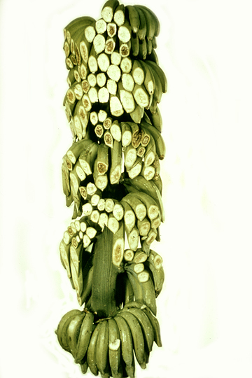 Bacterial wilt (Moko disease)