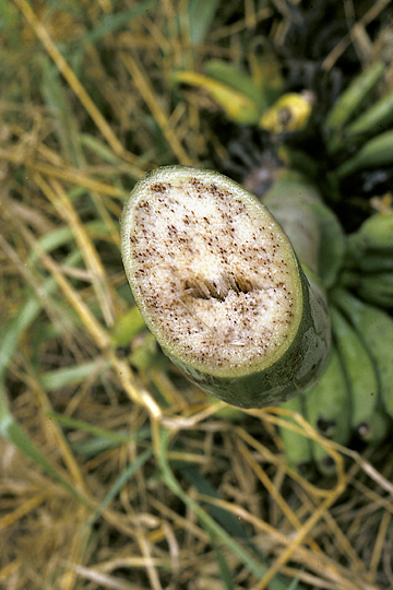 Bacterial wilt (Moko disease)