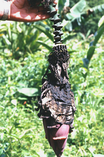 Bacterial wilt (Moko disease)