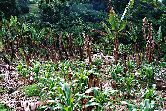Bacterial wilt (Moko disease)