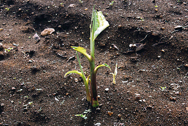 Bacterial wilt (Moko disease)
