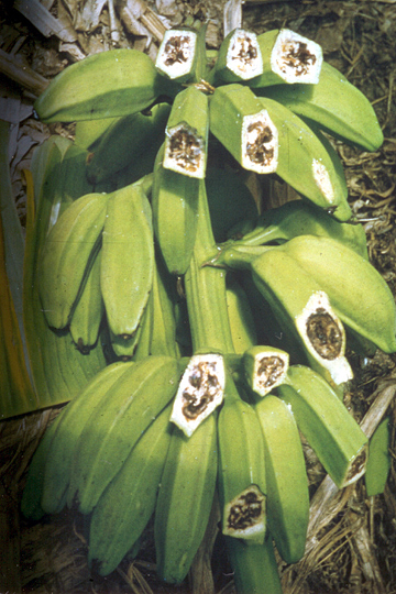 Bacterial wilt (Moko disease)