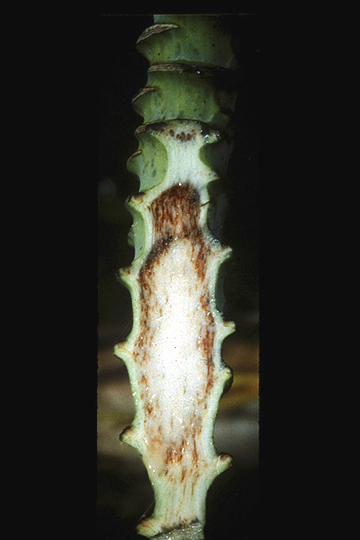 Bugtok disease (Moko disease)