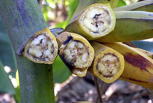 Xanthomonas wilt