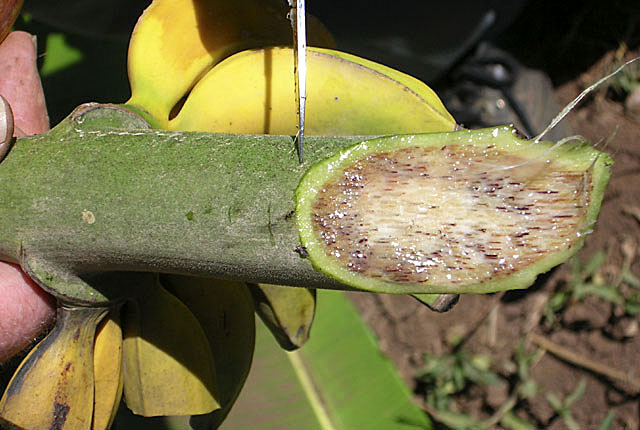 Xanthomonas wilt