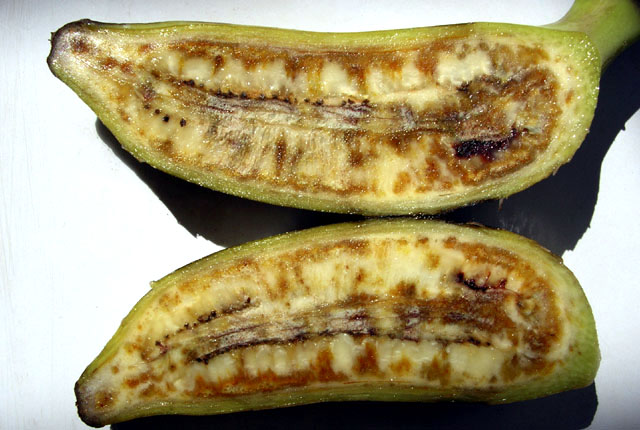 Xanthomonas wilt