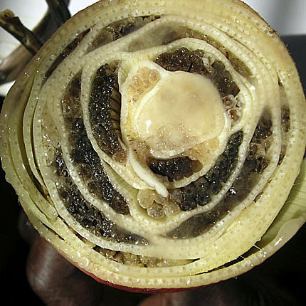 Xanthomonas wilt