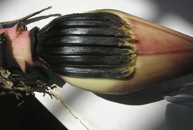Xanthomonas wilt