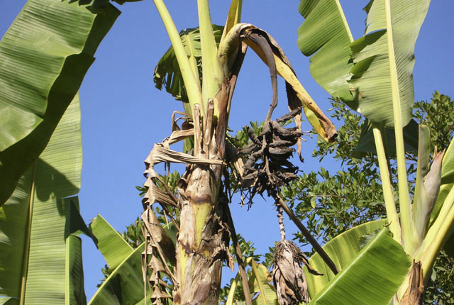 Xanthomonas wilt
