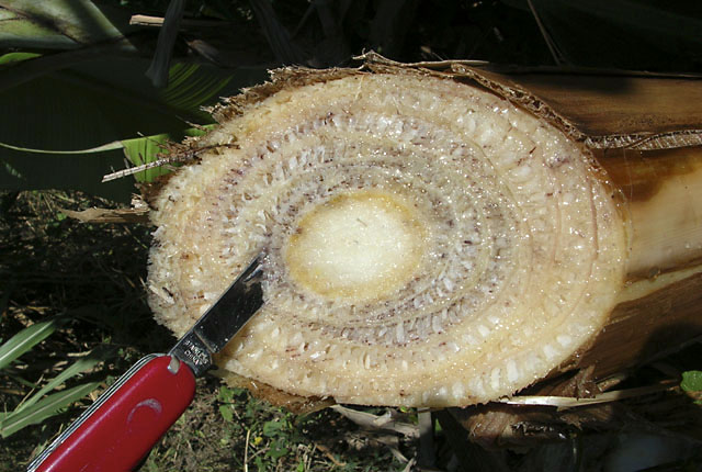 Xanthomonas wilt