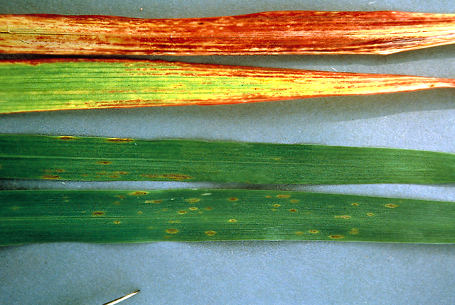 Aster yellows