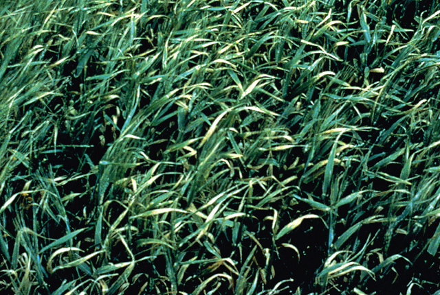 Bacterial leaf blight