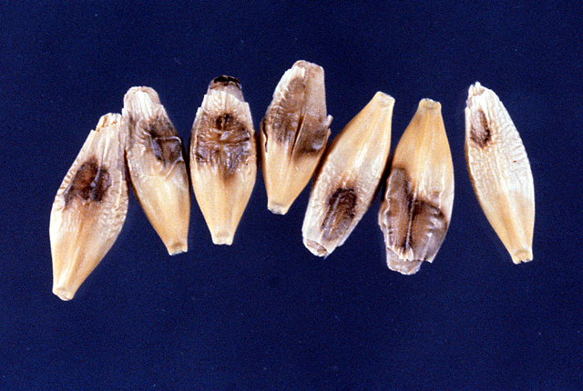 Bacterial kernel blight (Leaf blight)