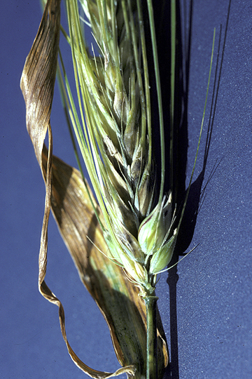 Black chaff (Bacterial leaf streak)
