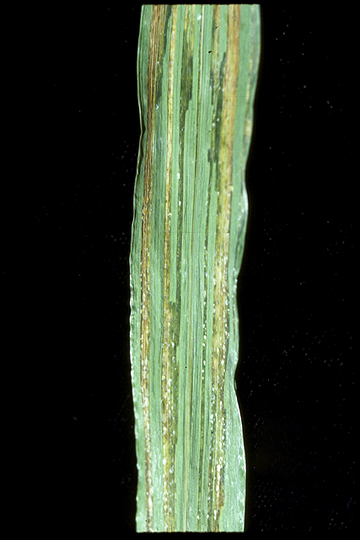 Black chaff (Bacterial leaf streak)