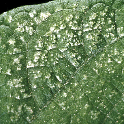 Bacterial wilt