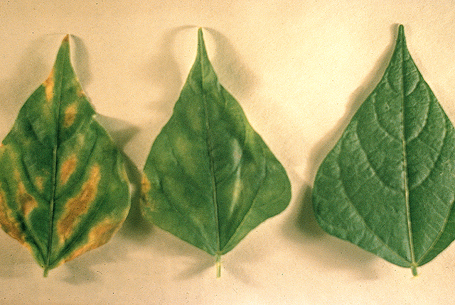 Bacterial wilt