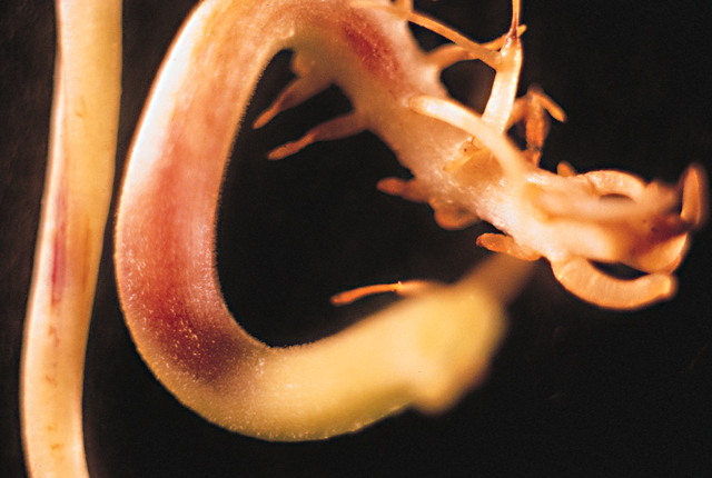 Bacterial wilt
