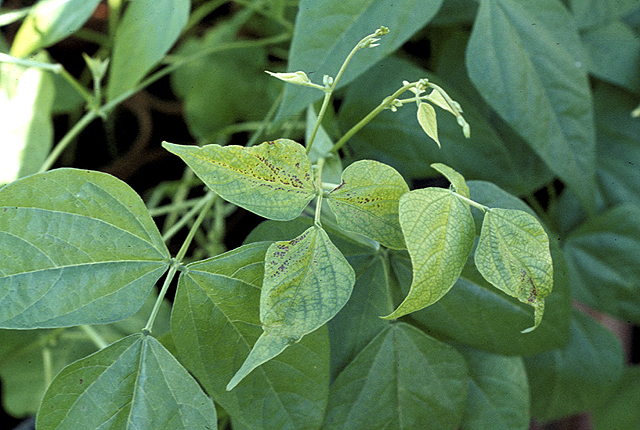 Halo blight