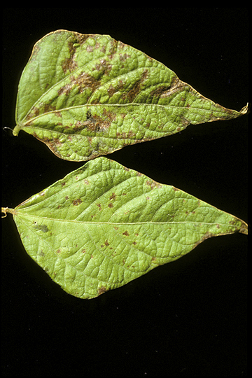 Halo blight
