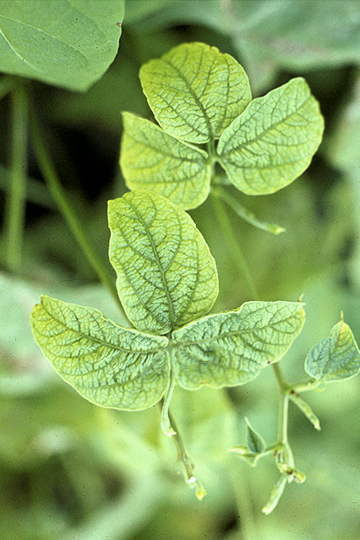 Halo blight