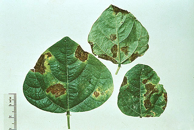 Bacterial blight