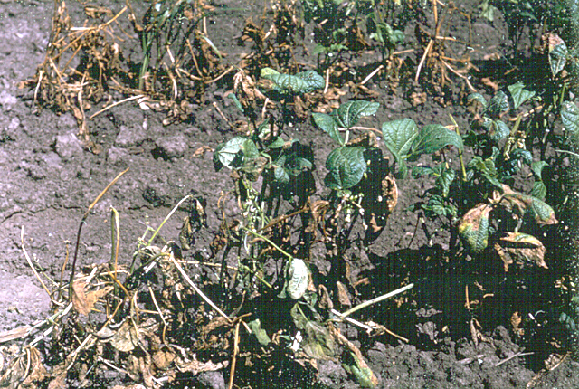 Bacterial blight
