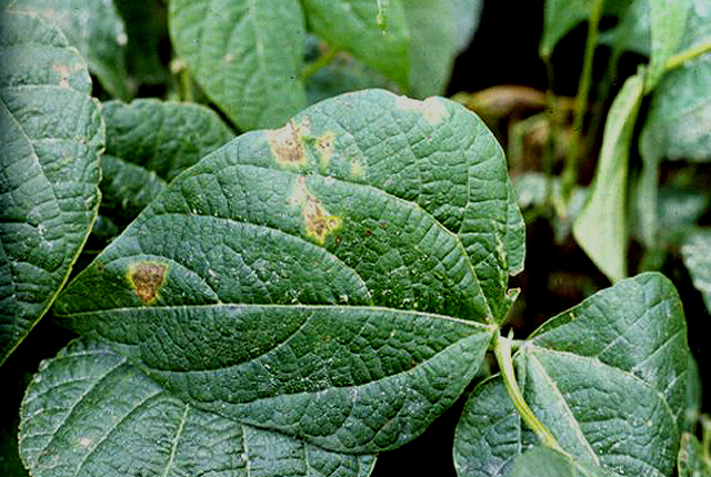 Bacterial blight