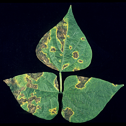 Bacterial blight