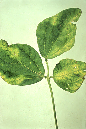 Halo blight