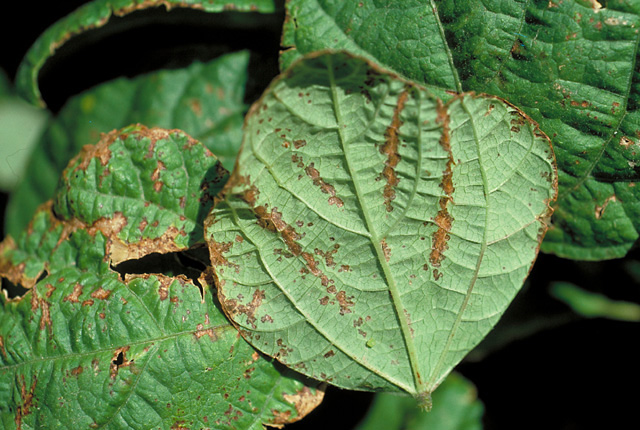 Bacterial brown spot