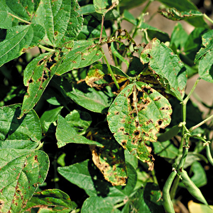 Bacterial brown spot