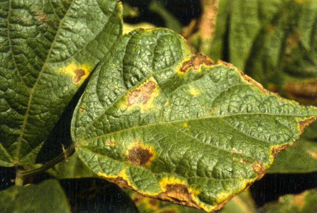 Bacterial blight